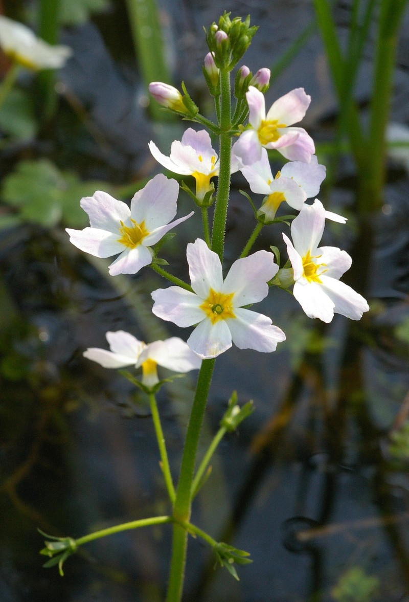 Hottonia palustris photo 2