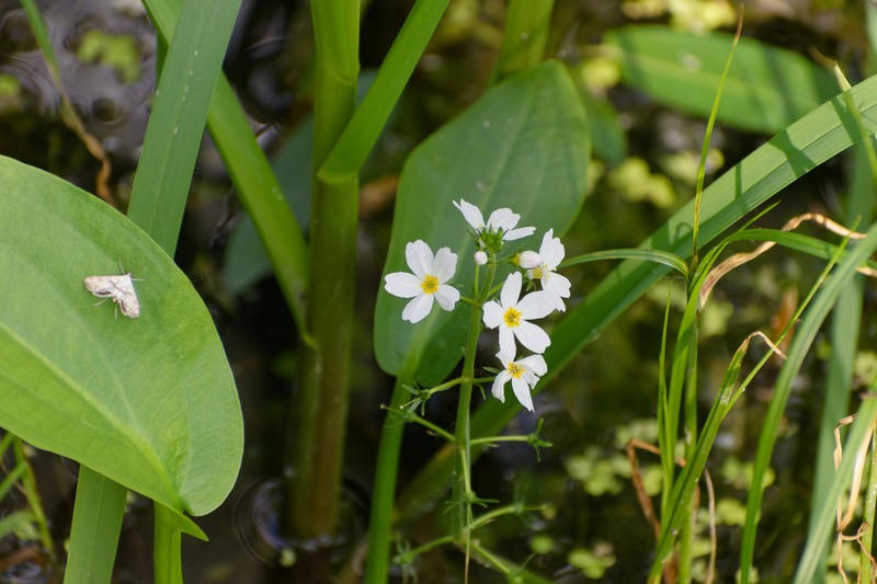 Hottonia palustris photo 5