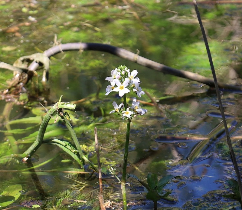 Hottonia palustris photo 6