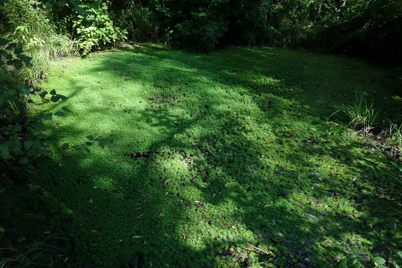 Hottonia palustris photo 7