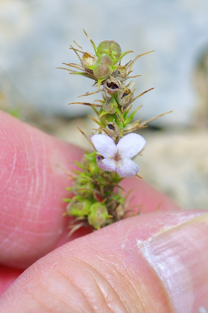 Needleleaf Bluet