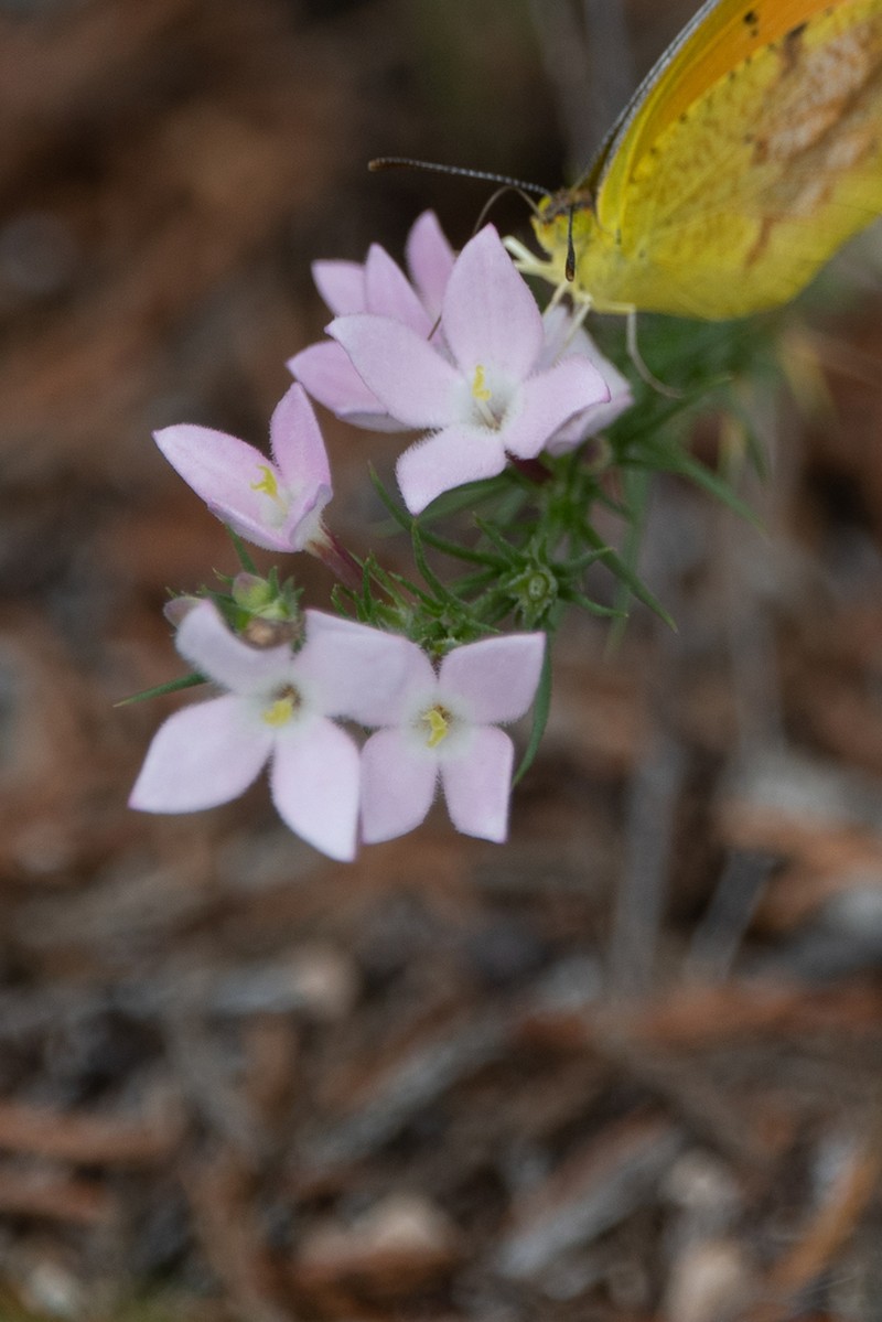 Needleleaf Bluet photo 3