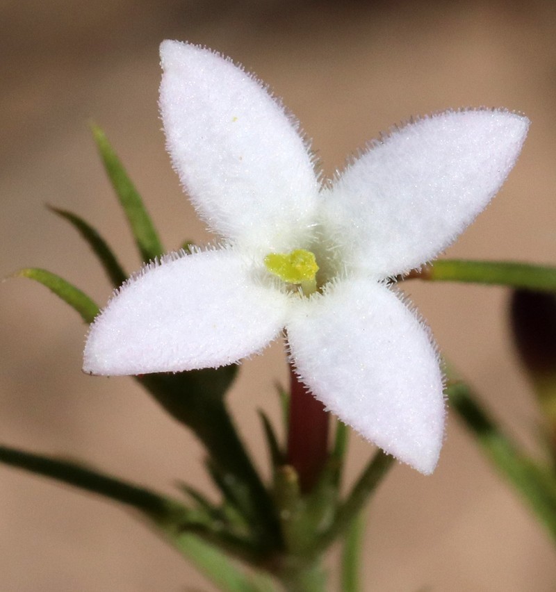 Needleleaf Bluet photo 4