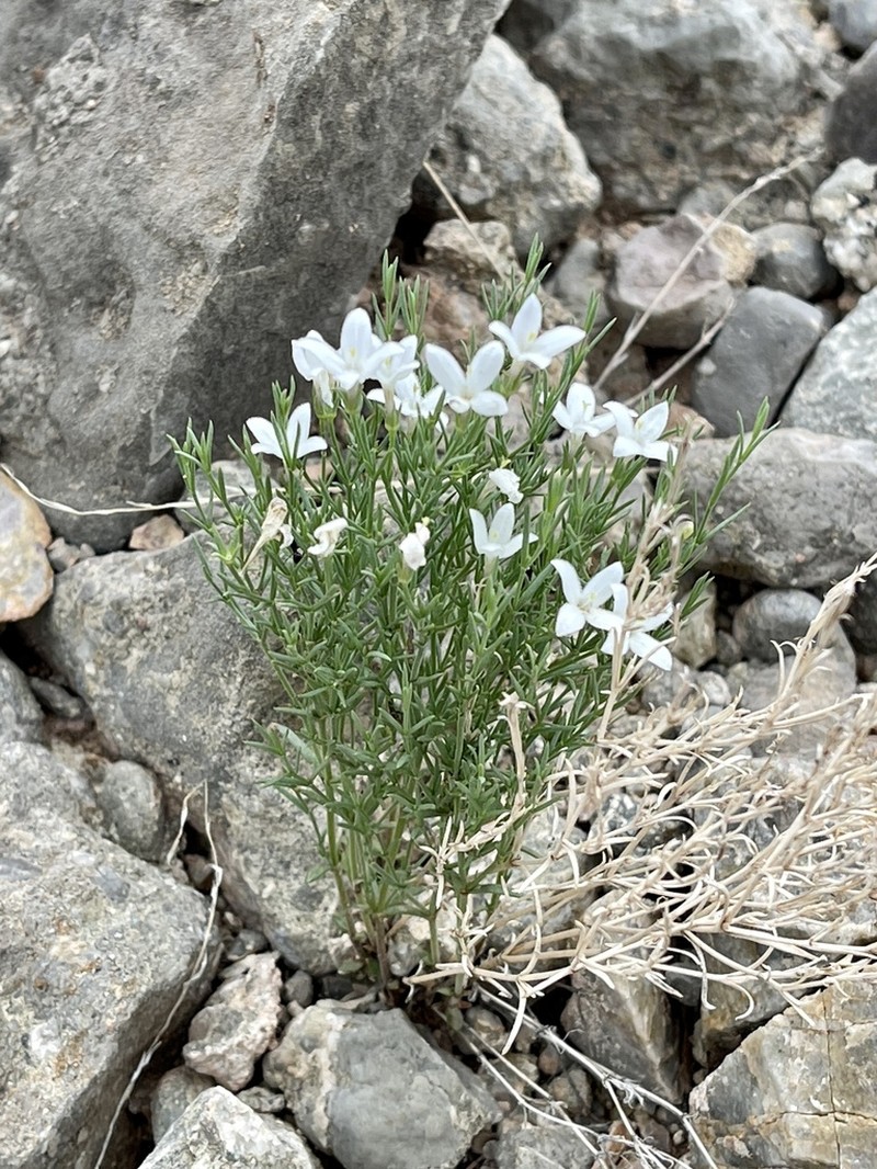 Needleleaf Bluet photo 6