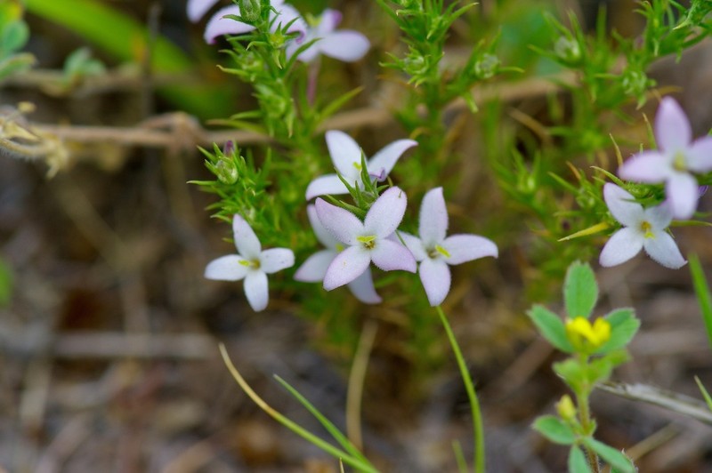 Needleleaf Bluet photo 8