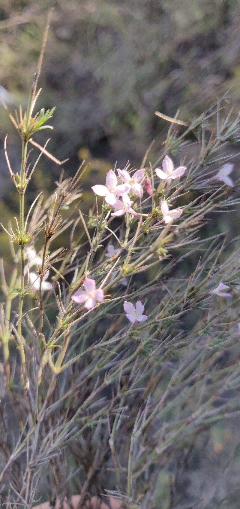 Houstonia acerosa var. acerosa