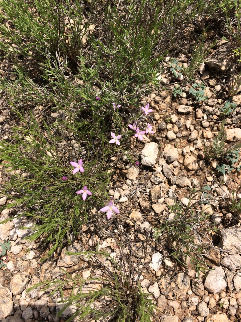 Houstonia acerosa var. acerosa photo 2