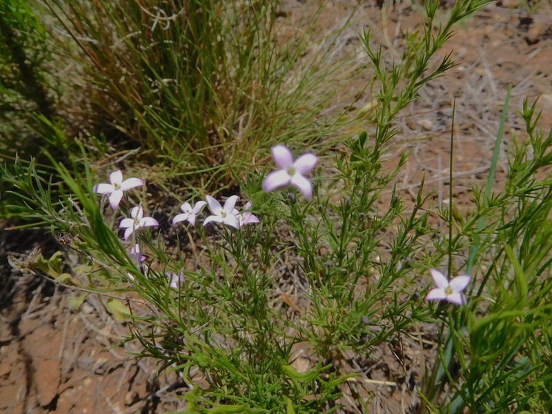 Houstonia acerosa var. acerosa photo 3