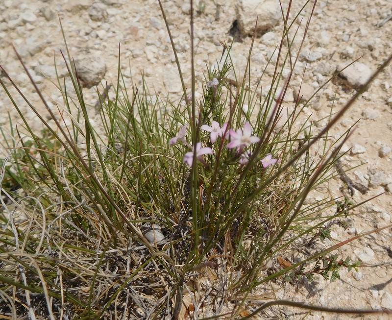 Houstonia acerosa var. acerosa photo 4