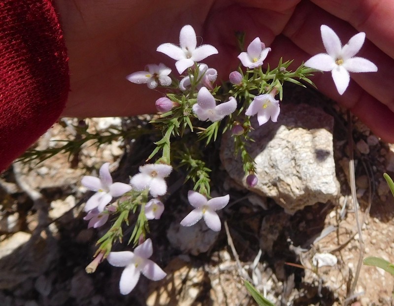 Houstonia acerosa var. acerosa photo 5
