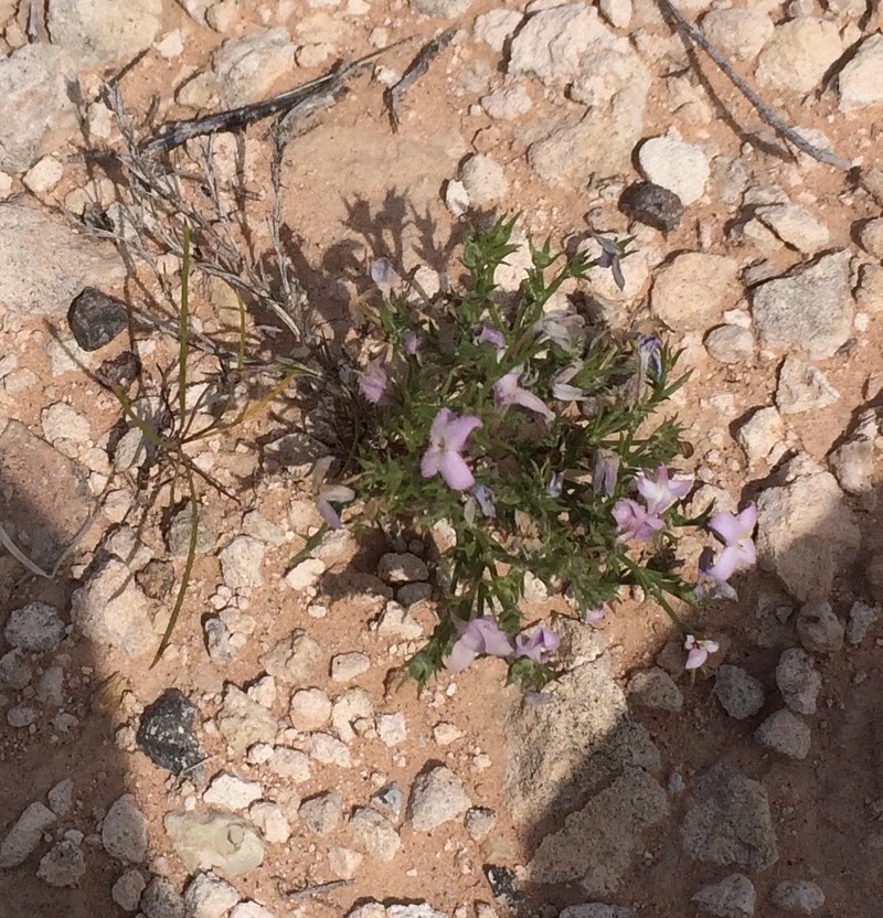 Houstonia acerosa var. acerosa photo 6