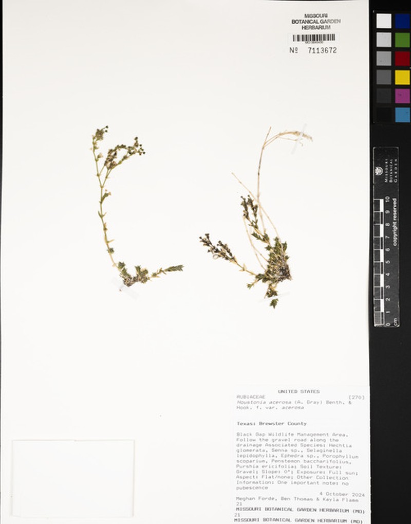 Houstonia acerosa var. acerosa photo 7