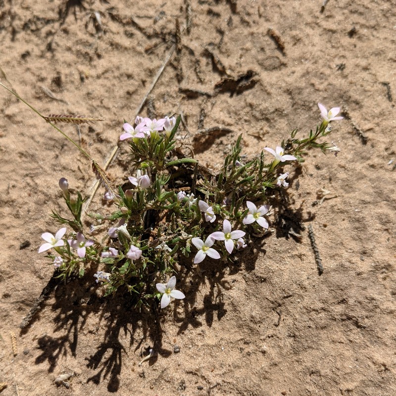 Houstonia acerosa var. polypremoides