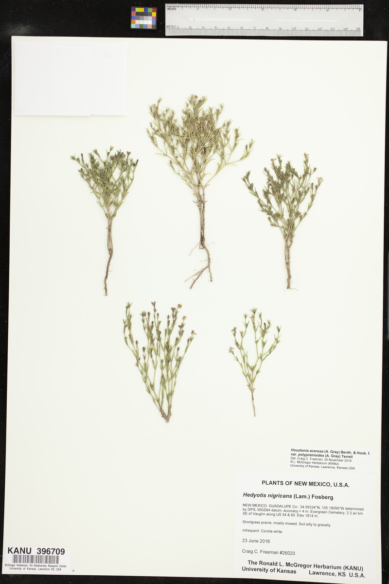 Houstonia acerosa var. polypremoides photo 2