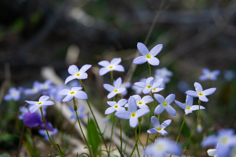 Azure Bluet photo 3