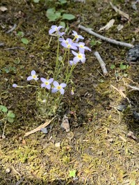 Azure Bluet