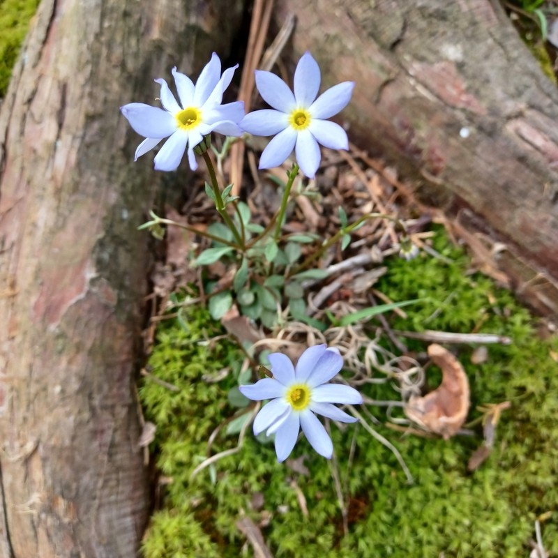 Azure Bluet photo 2