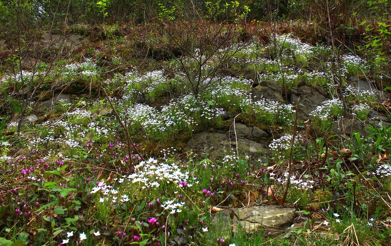Azure Bluet photo 3