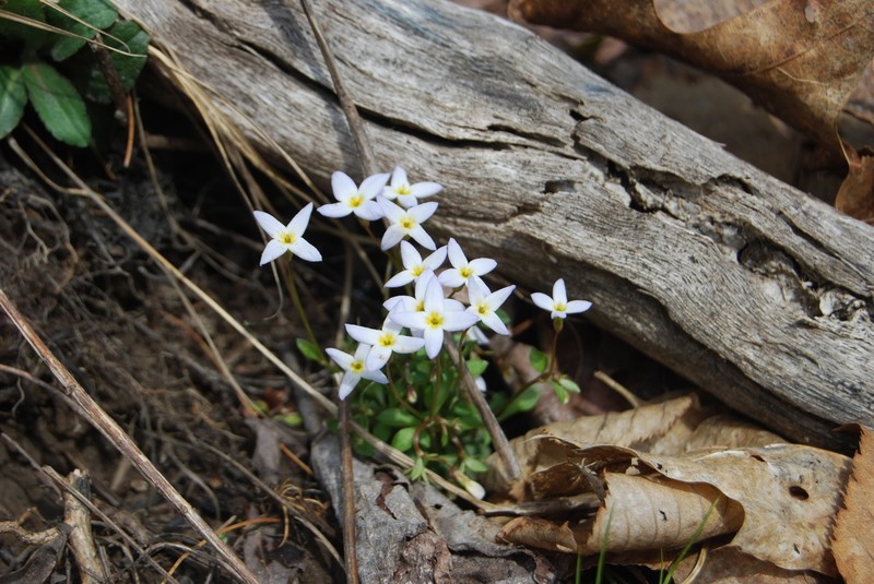 Azure Bluet photo 4