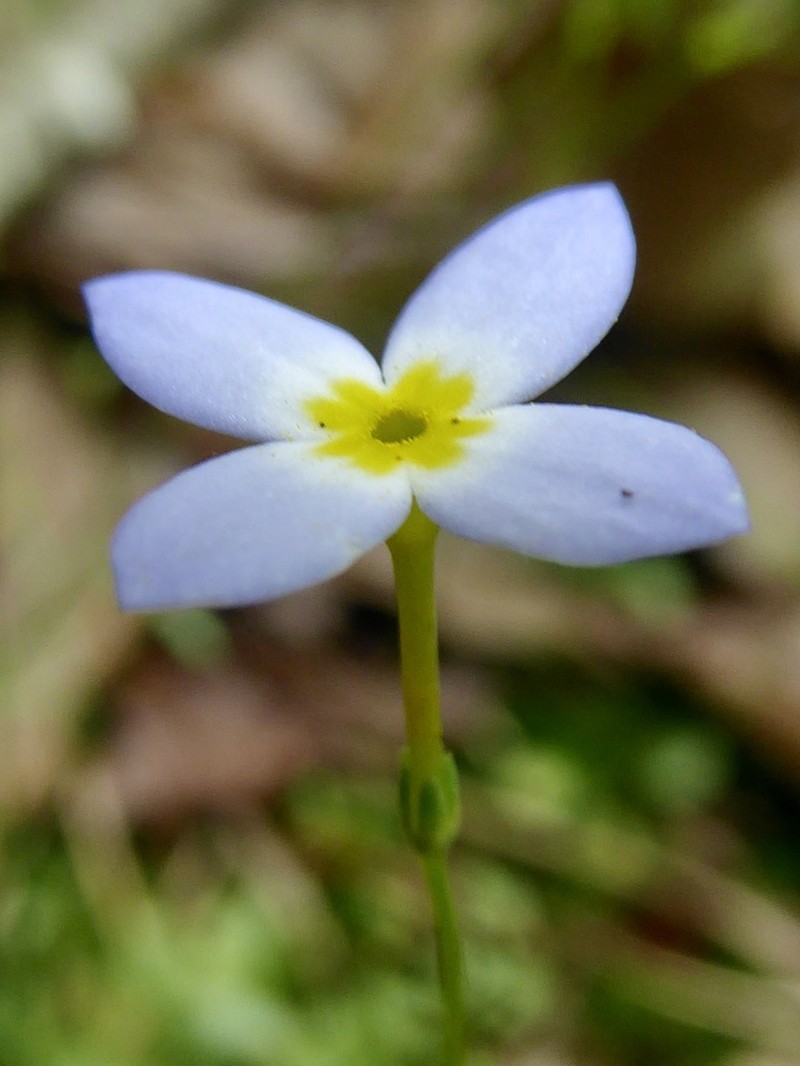 Azure Bluet photo 5