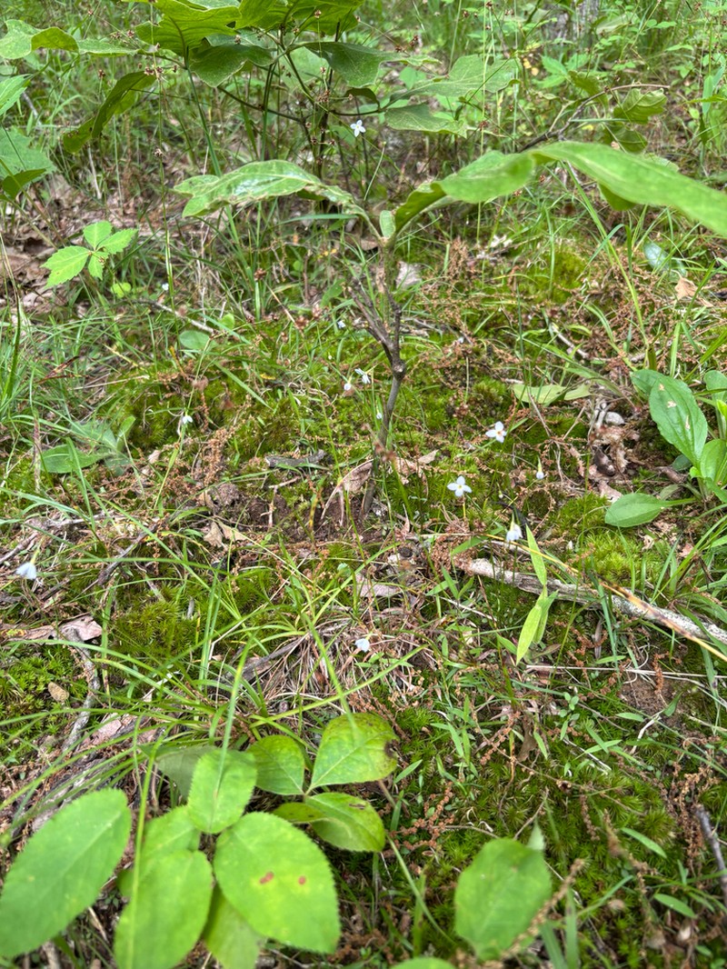 Azure Bluet photo 6