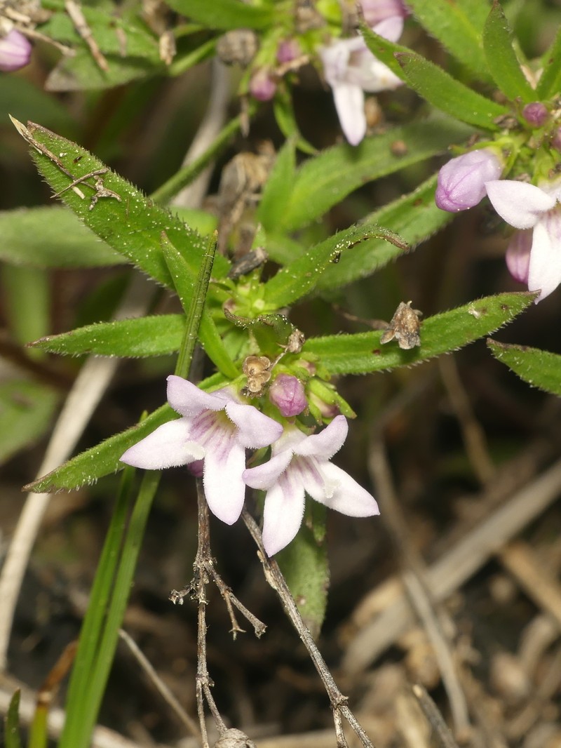 Canadian Summer Bluet photo 3