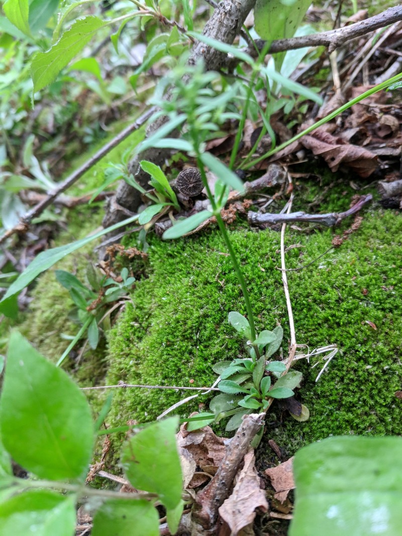 Canadian Summer Bluet photo 6
