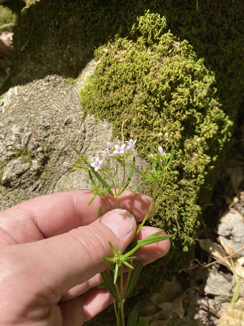 Canadian Summer Bluet