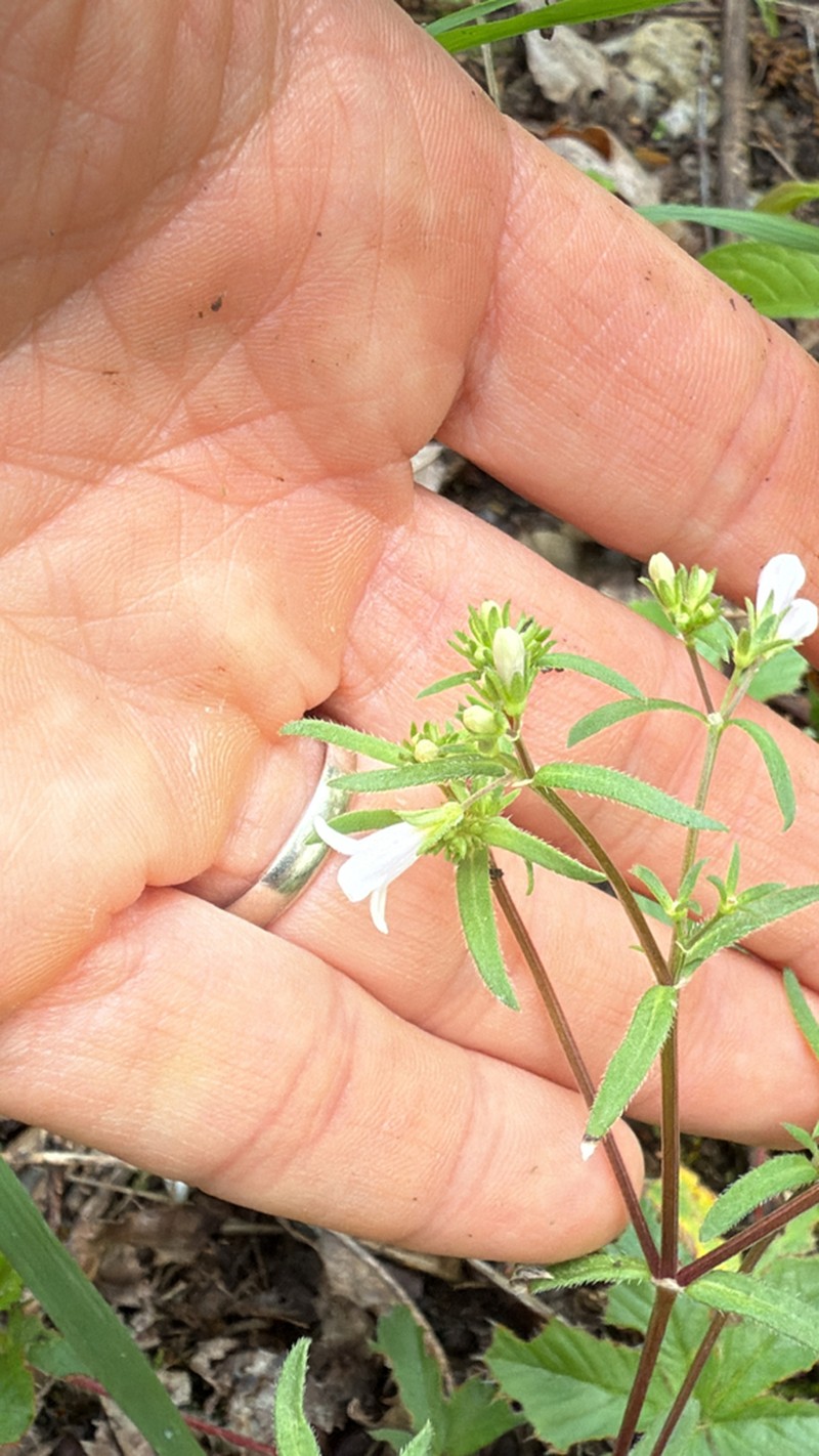 Canadian Summer Bluet photo 2