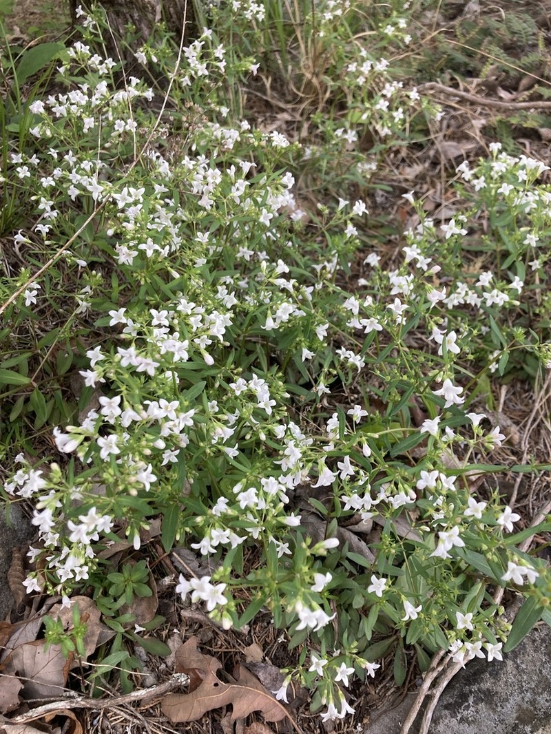 Canadian Summer Bluet photo 7