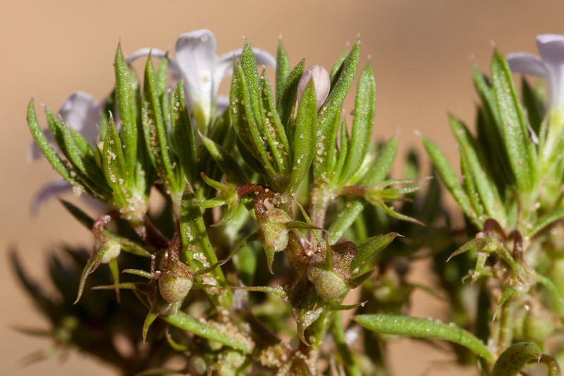 Matted Bluet photo 6
