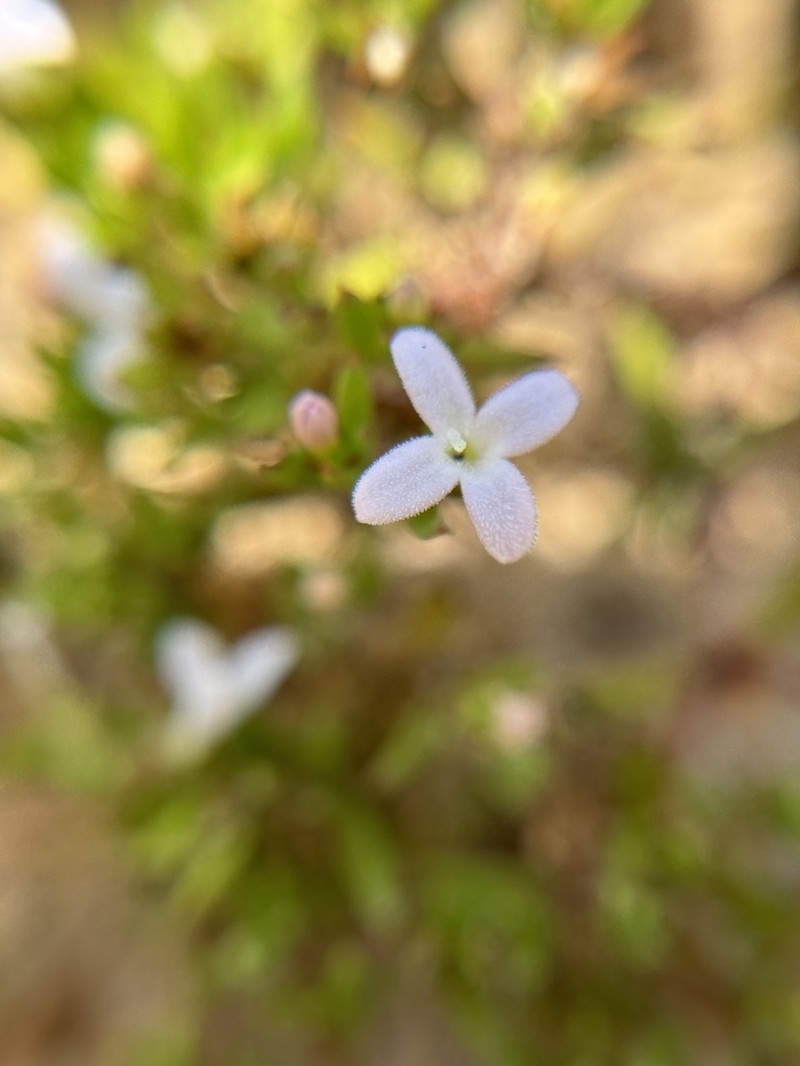 Matted Bluet