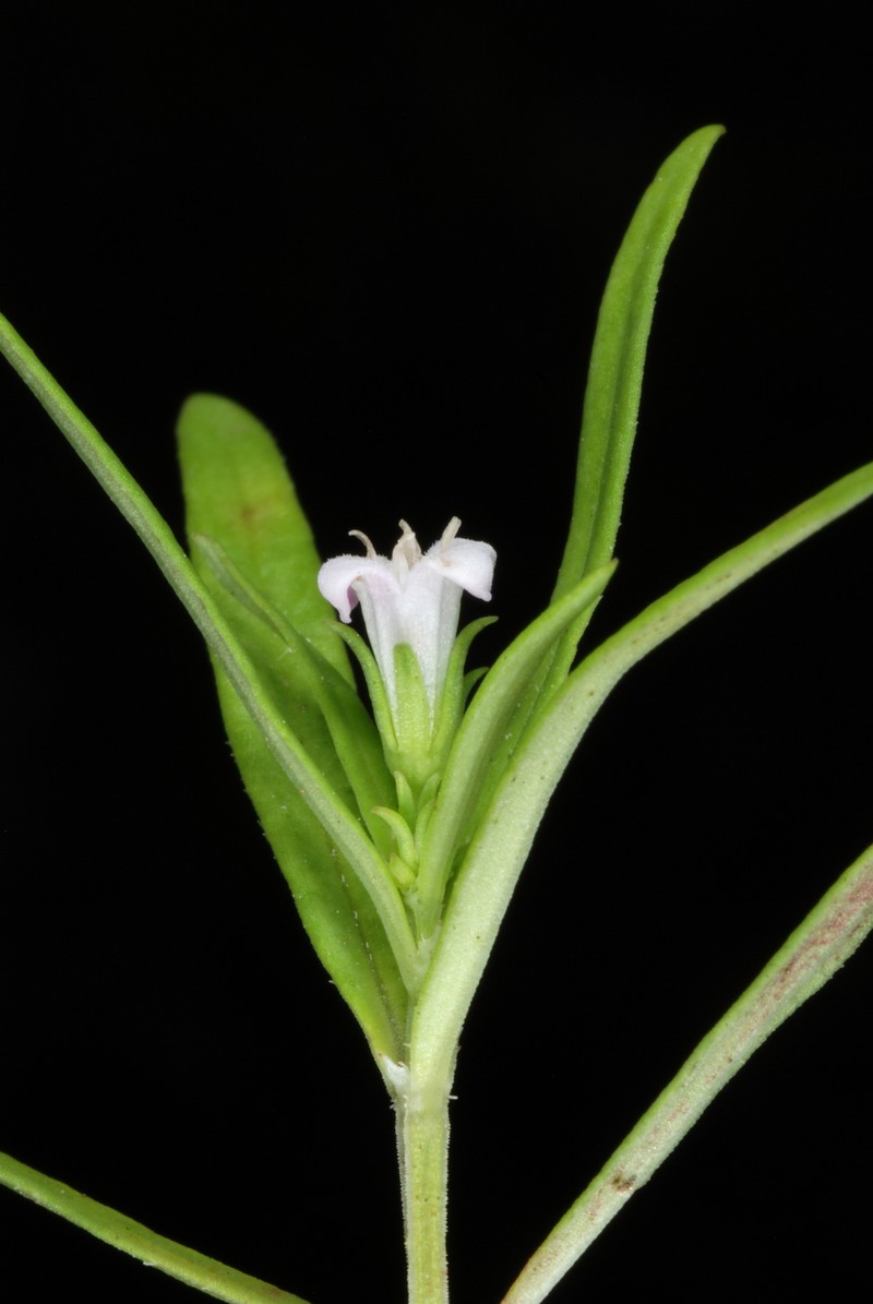 Longleaf Summer Bluet photo 3