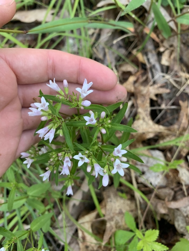 Longleaf Summer Bluet