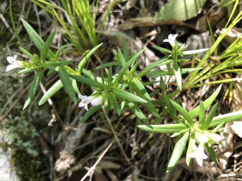 Longleaf Summer Bluet photo 4