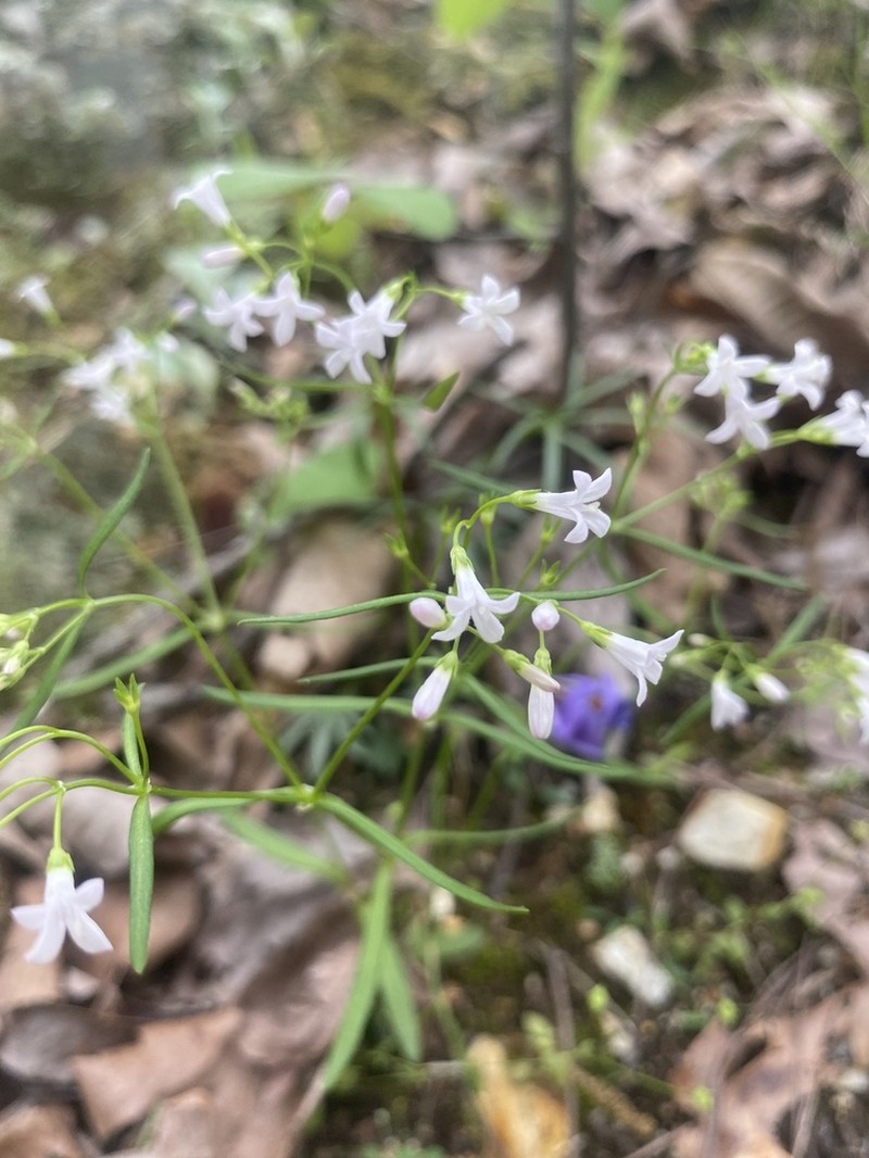 Longleaf Summer Bluet photo 5