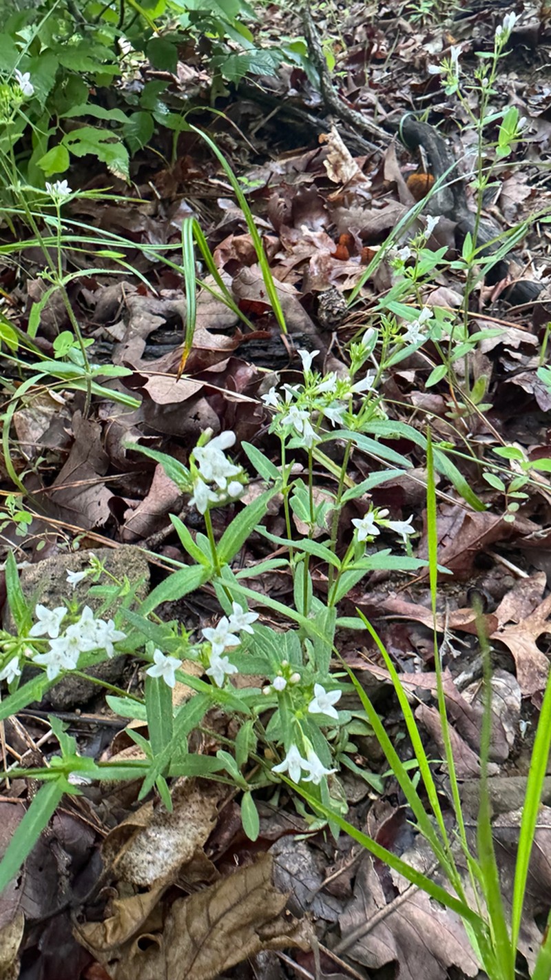 Longleaf Summer Bluet photo 6