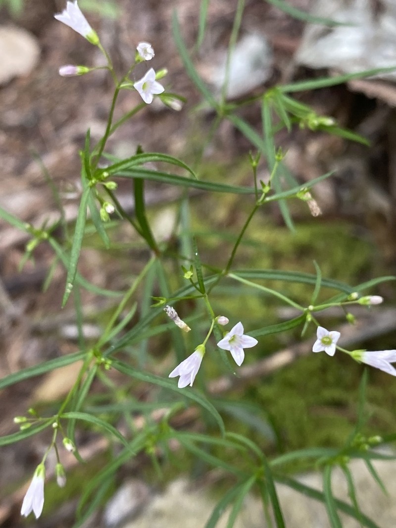 Longleaf Summer Bluet photo 7