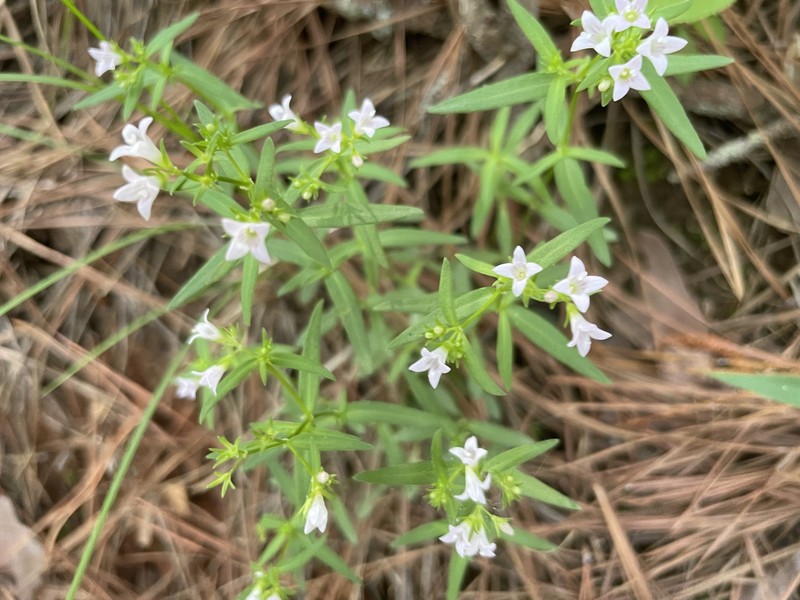 Houstonia longifolia var. compacta