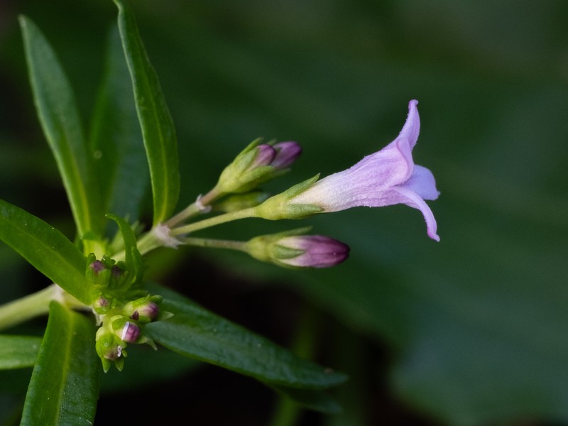 Houstonia longifolia var. compacta photo 2