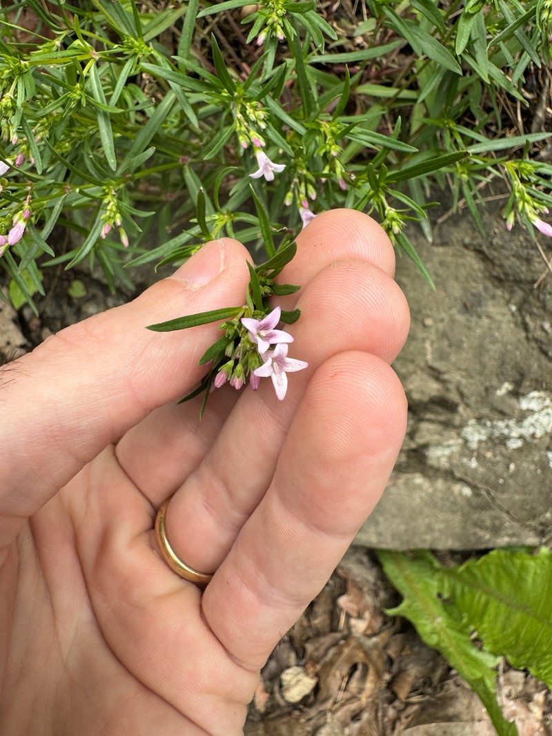 Houstonia longifolia var. compacta photo 3