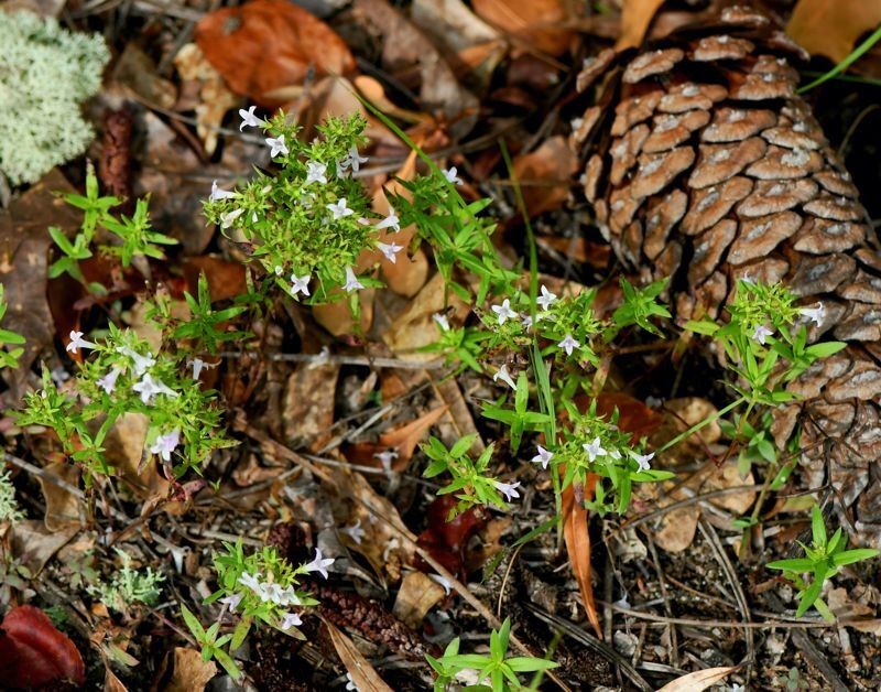 Houstonia longifolia var. compacta photo 5