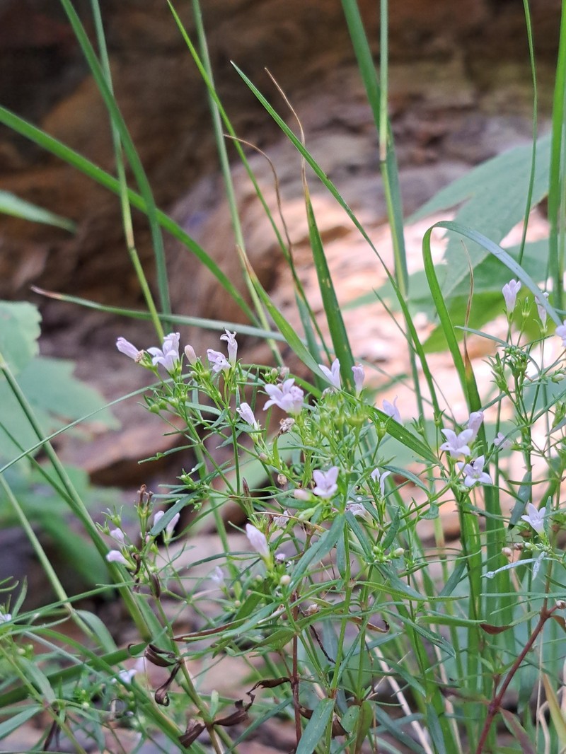 Houstonia longifolia var. compacta photo 6