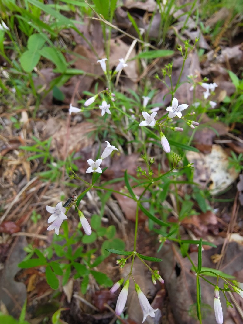 Houstonia longifolia var. compacta photo 7