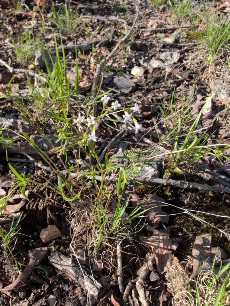 Houstonia longifolia var. longifolia