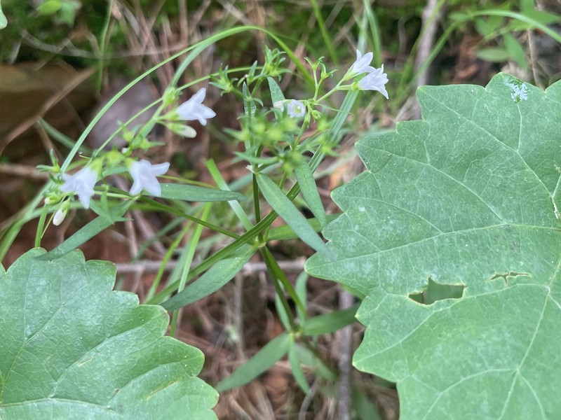 Houstonia longifolia var. longifolia photo 5