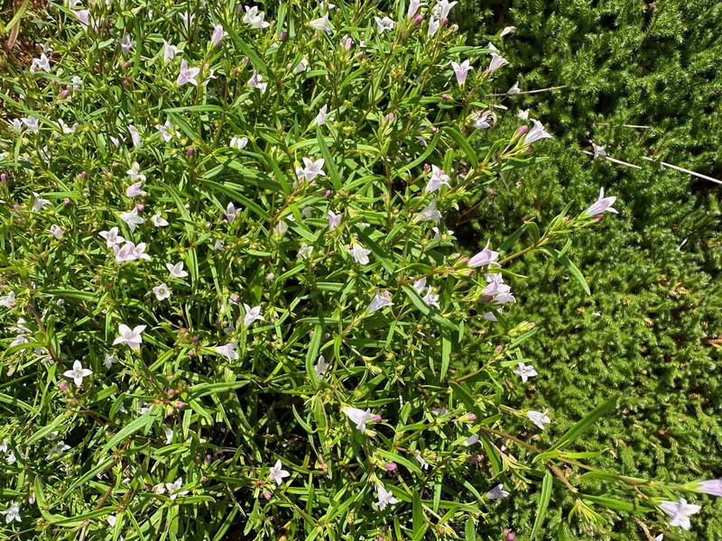 Houstonia longifolia var. longifolia photo 7