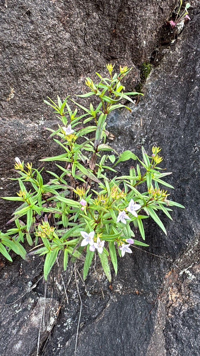Houstonia longifolia var. longifolia photo 8