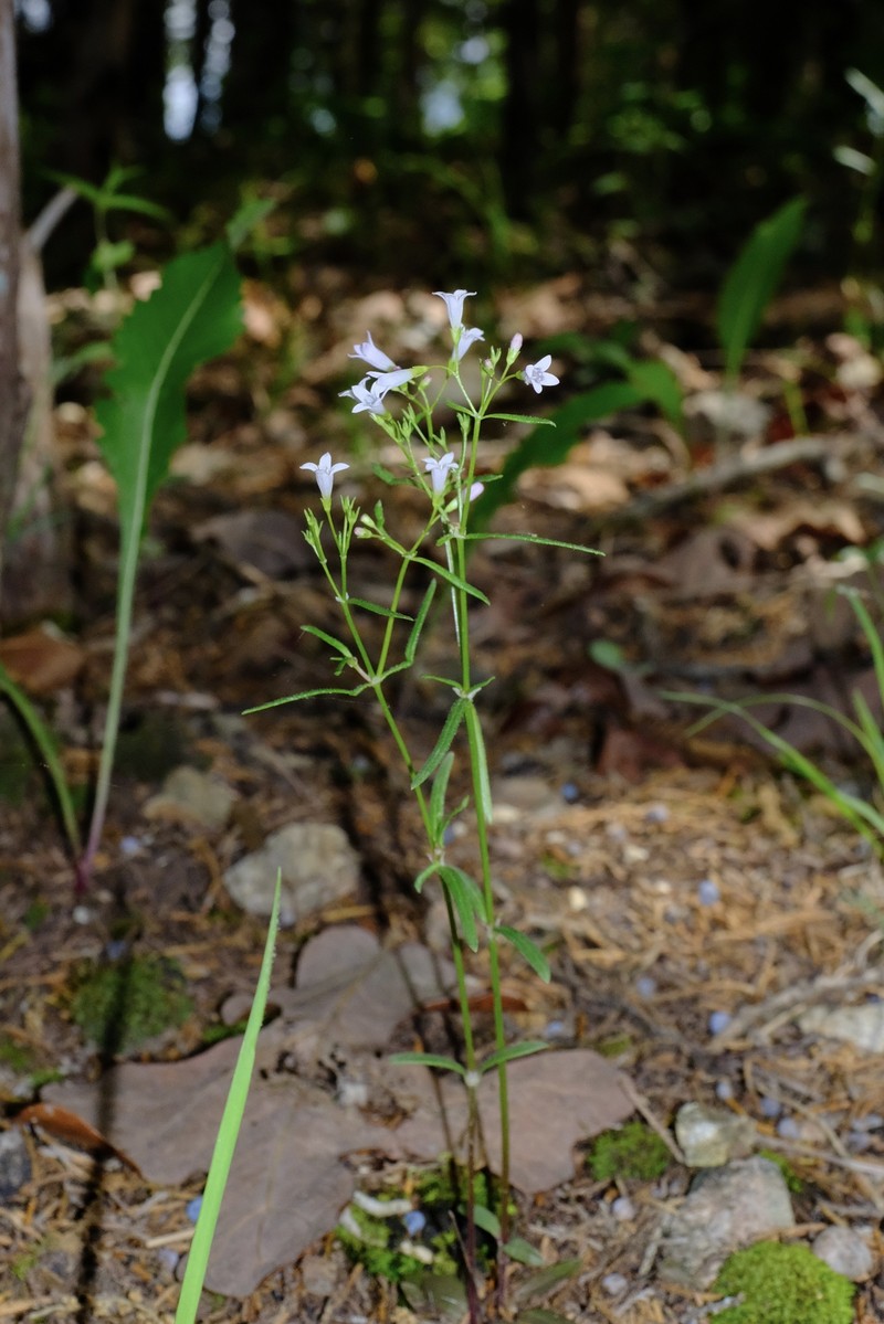 Houstonia longifolia var. tenuifolia