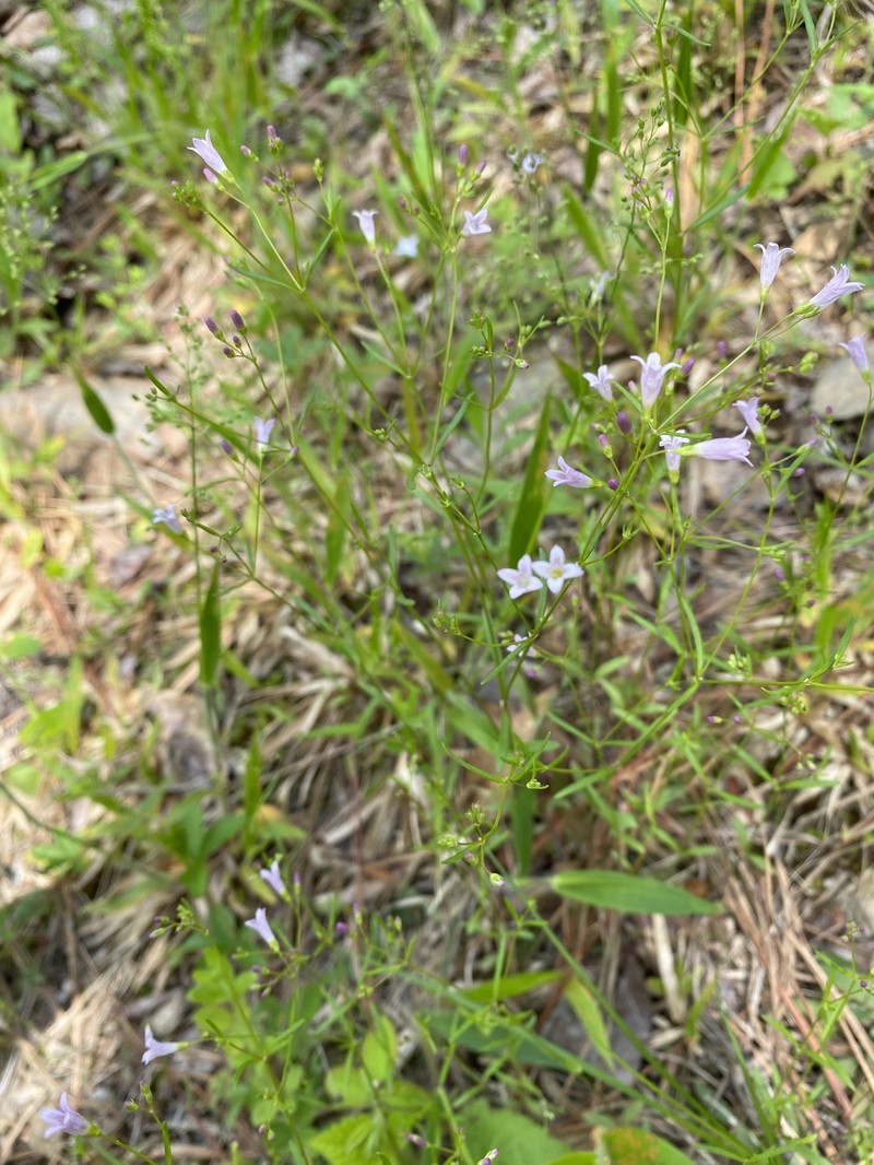 Houstonia longifolia var. tenuifolia photo 2